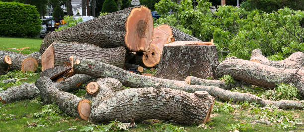 How Our Tree Care Process Works  in  High Point, NC