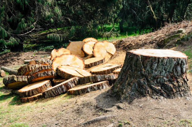 Trusted High Point, NC Tree Removal Services Experts